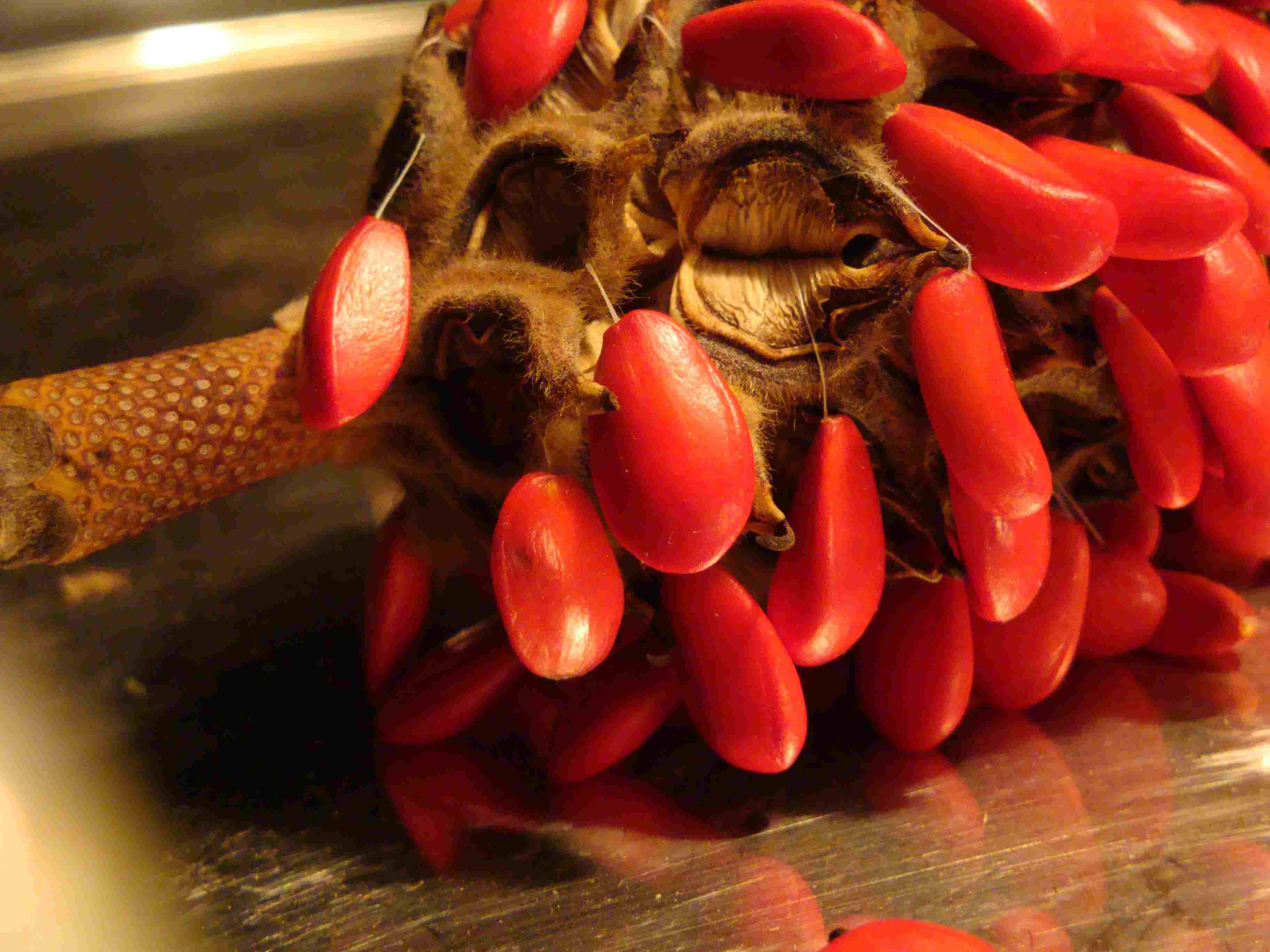 How to Grow Magnolia Trees from Seed Today's Homeowner